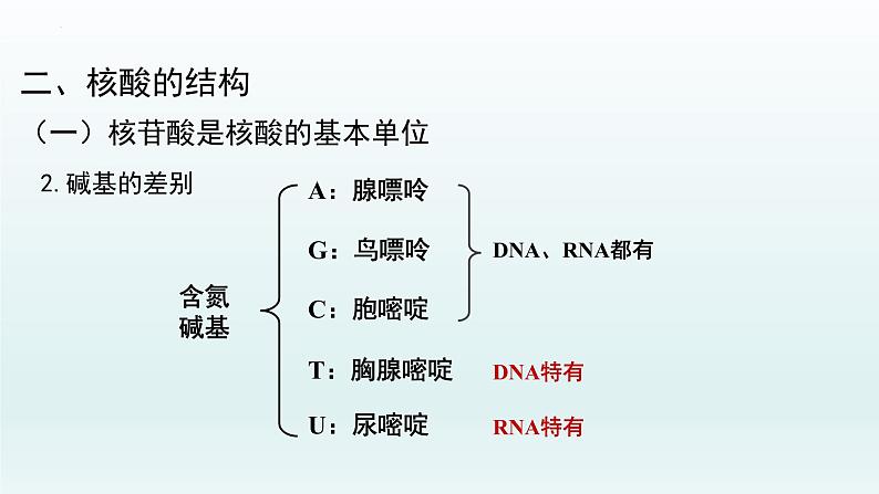 2.5核酸是遗传信息的携带者课件--高一上学期生物人教版必修1第8页