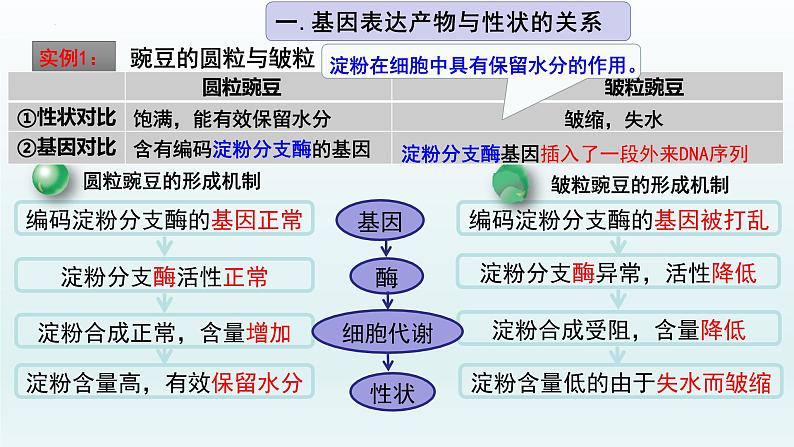 4.2基因表达与性状的关系（第1课时）课件--高一下学期生物人教版必修2第3页