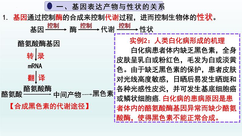 4.2基因表达与性状的关系（第1课时）课件--高一下学期生物人教版必修2第4页