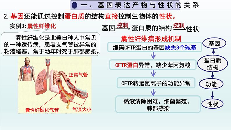 4.2基因表达与性状的关系（第1课时）课件--高一下学期生物人教版必修2第5页