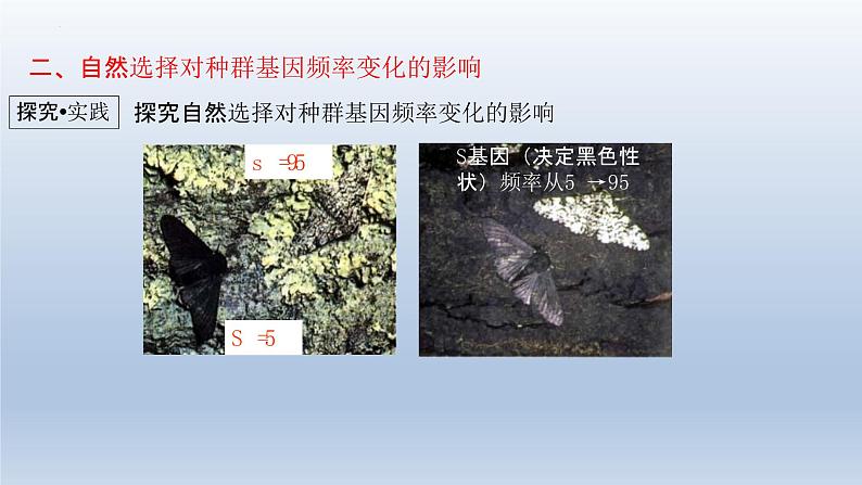 6.3  种群基因组成的变化与物种的形成（1）种群基因组成的变化（第二课时）课件--高一下学期生物人教版必修2第7页