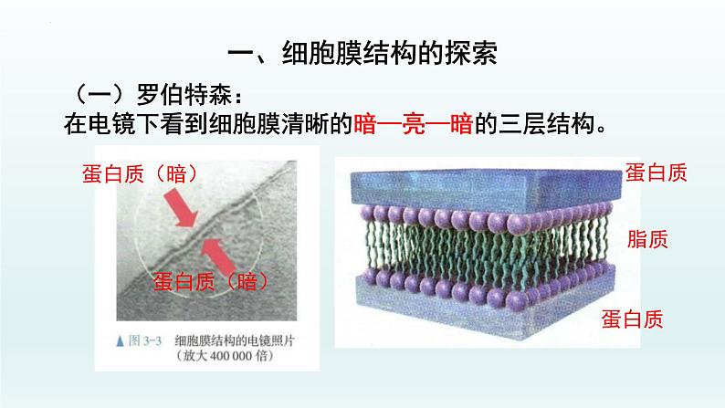 3.1细胞膜的结构和功能（第二课时  ）课件--高一上学期生物人教版必修1第5页