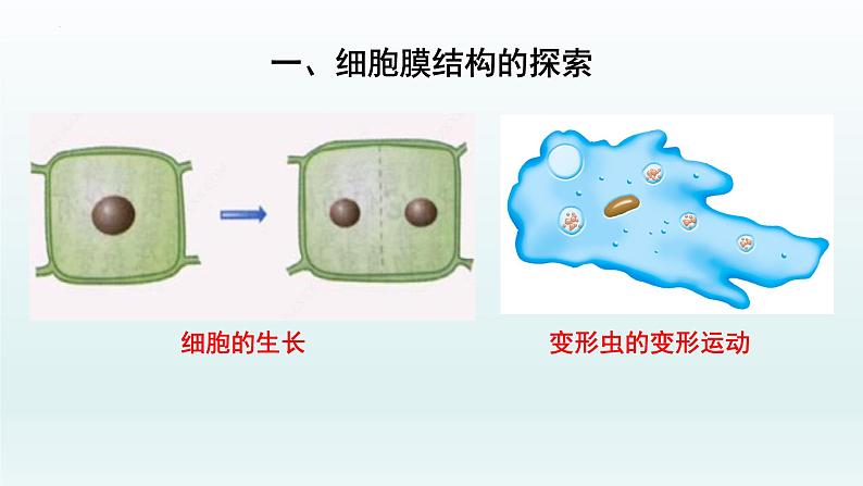 3.1细胞膜的结构和功能（第二课时  ）课件--高一上学期生物人教版必修1第6页