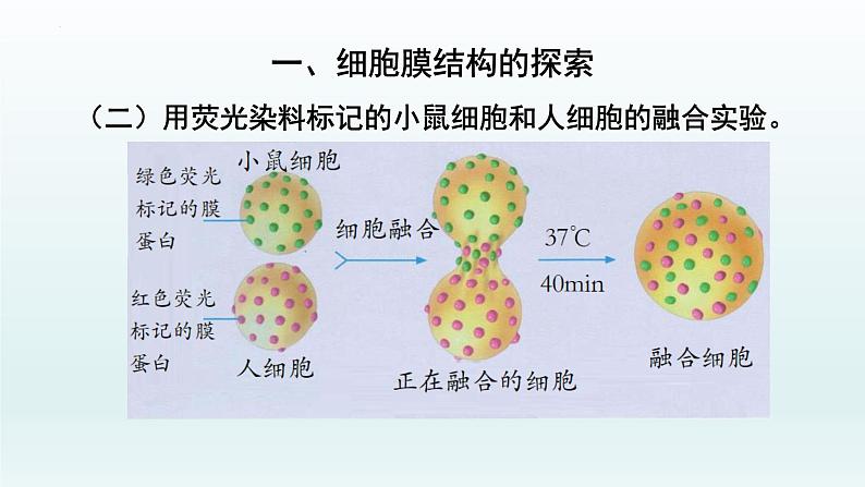 3.1细胞膜的结构和功能（第二课时  ）课件--高一上学期生物人教版必修1第7页