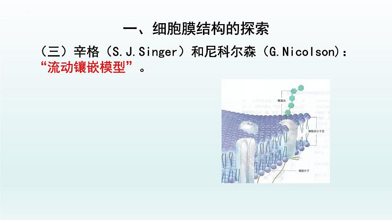 3.1细胞膜的结构和功能（第二课时  ）课件--高一上学期生物人教版必修1第8页