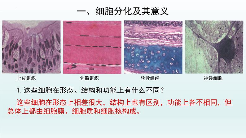 6.2细胞的分化--高一上学期生物人教版必修1 课件03