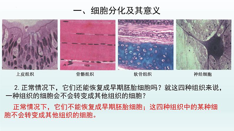 6.2细胞的分化--高一上学期生物人教版必修1 课件04