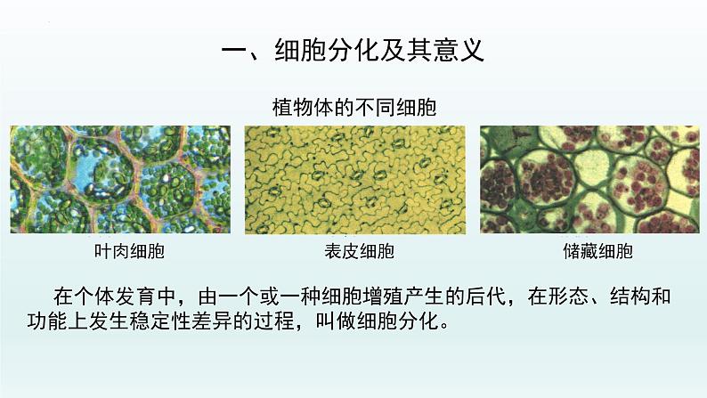 6.2细胞的分化--高一上学期生物人教版必修1 课件05