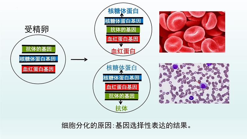 6.2细胞的分化--高一上学期生物人教版必修1 课件08