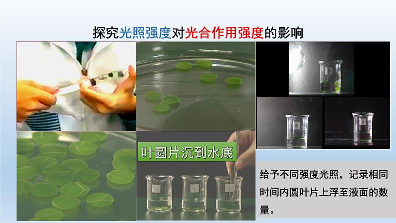 5.4光合作用与能量转化（第四课时）--高一上学期生物人教版（2019）必修1 课件05