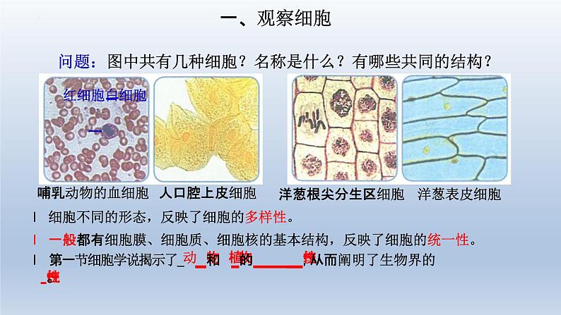 1.2细胞的多样性和统一性（第1课时）课件--高一上学期生物人教版（2019）必修103