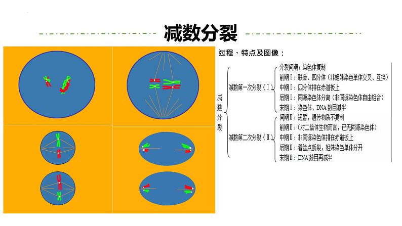 高三一轮复习生物：专题1-遗传的细胞基础（减数分裂&有丝分裂）课件第4页