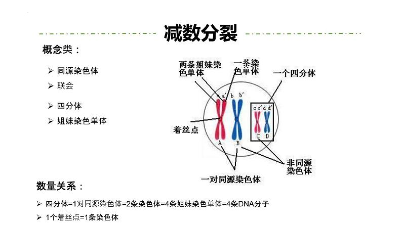 高三一轮复习生物：专题1-遗传的细胞基础（减数分裂&有丝分裂）课件第5页