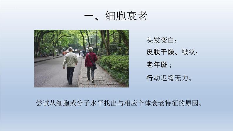 6.3细胞的衰老和死亡--高一上学期生物人教版必修2 课件05