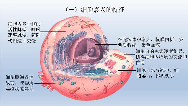 6.3细胞的衰老和死亡--高一上学期生物人教版必修2 课件06