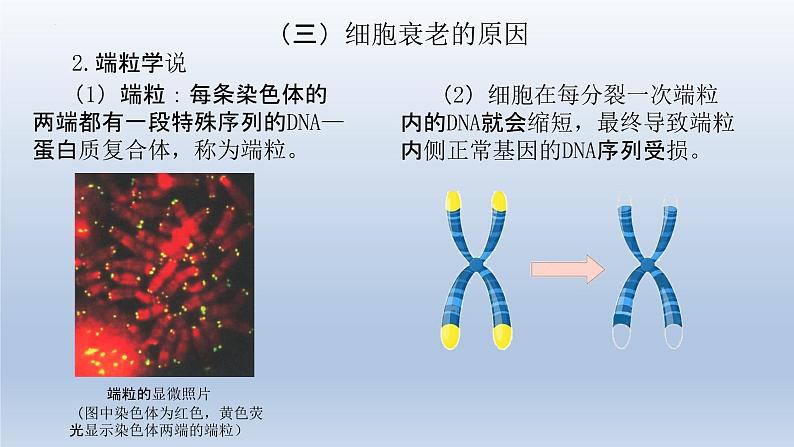 6.3细胞的衰老和死亡--高一上学期生物人教版必修2 课件08