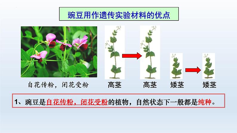 1.1孟德尔的豌豆杂交实验（一）（第1课时）课件--高一下学期生物人教版必修2第7页