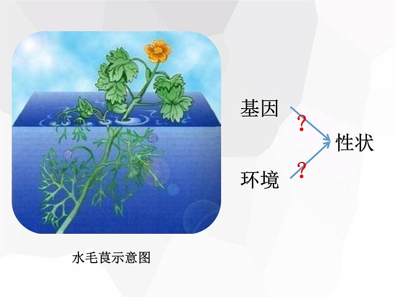 4.2基因对性状的控制课件--高一下学期生物人教版必修202