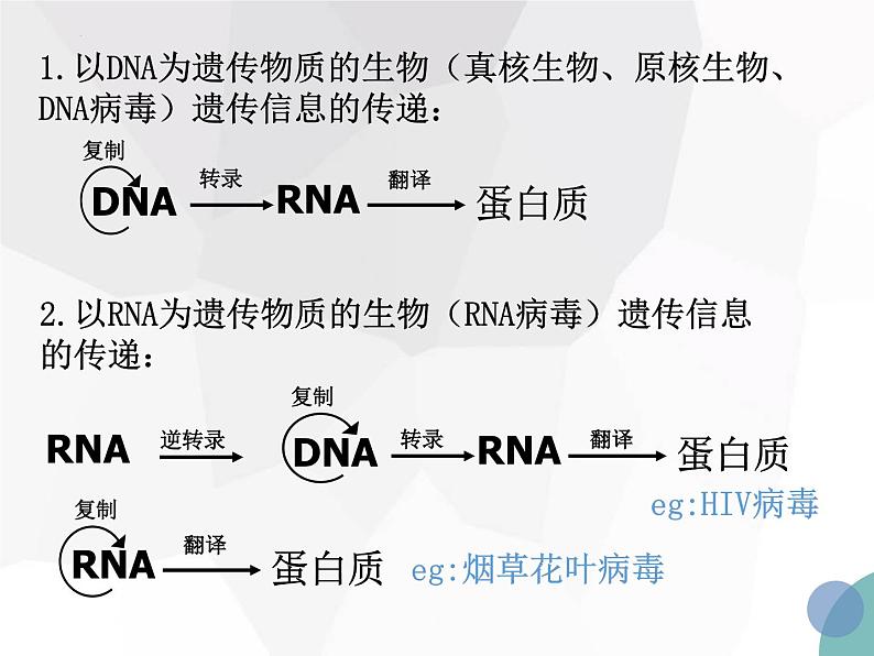 4.2基因对性状的控制课件--高一下学期生物人教版必修207