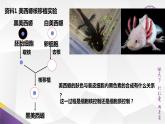 高中生物 细胞核的功能 课件