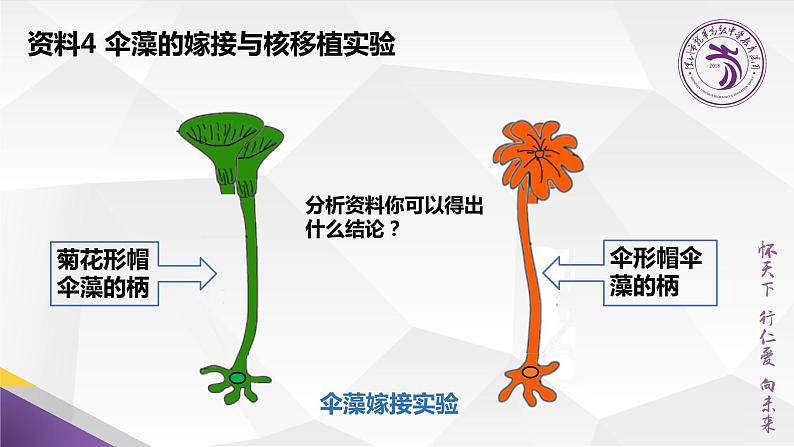 高中生物 细胞核的功能 课件第6页