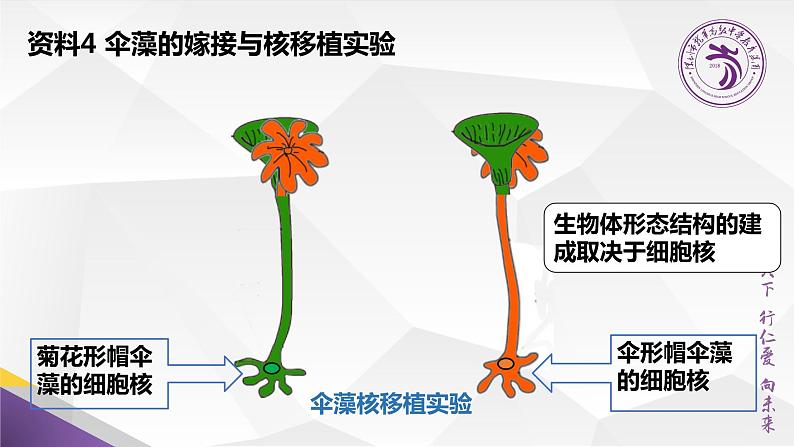 高中生物 细胞核的功能 课件第7页