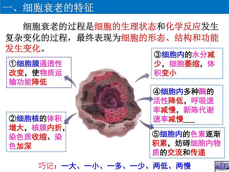 高中生物 细胞的衰老与死亡  课件04