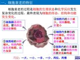 高中生物 细胞的衰老与死亡  课件