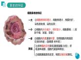 6.3细胞的衰老和死亡课件--高一上学期生物人教版必修1