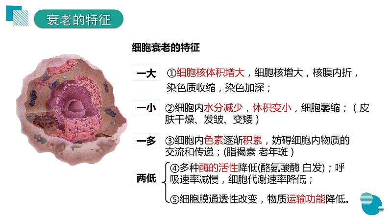 6.3细胞的衰老和死亡课件--高一上学期生物人教版必修104