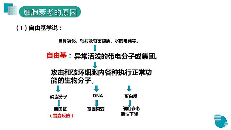 6.3细胞的衰老和死亡课件--高一上学期生物人教版必修106