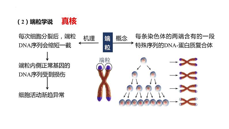 6.3细胞的衰老和死亡课件--高一上学期生物人教版必修107