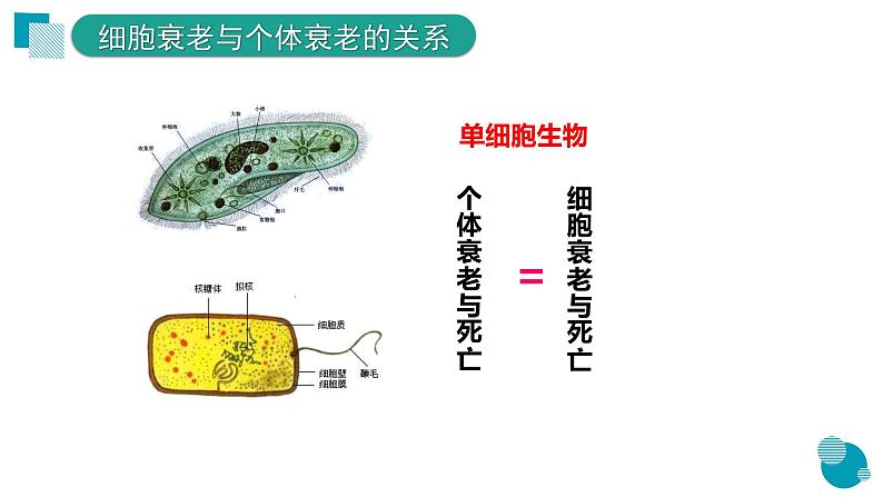 6.3细胞的衰老和死亡课件--高一上学期生物人教版必修108