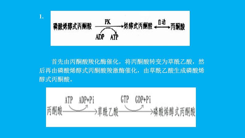 高中生物竞赛糖异生课件第3页