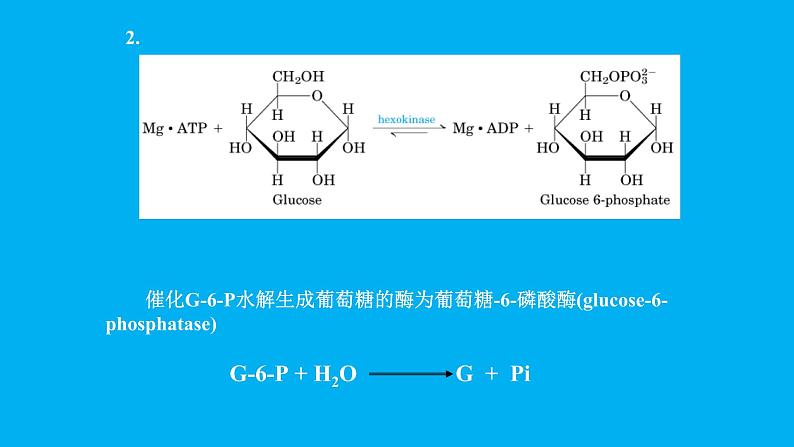 高中生物竞赛糖异生课件第6页