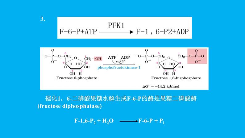 高中生物竞赛糖异生课件第7页