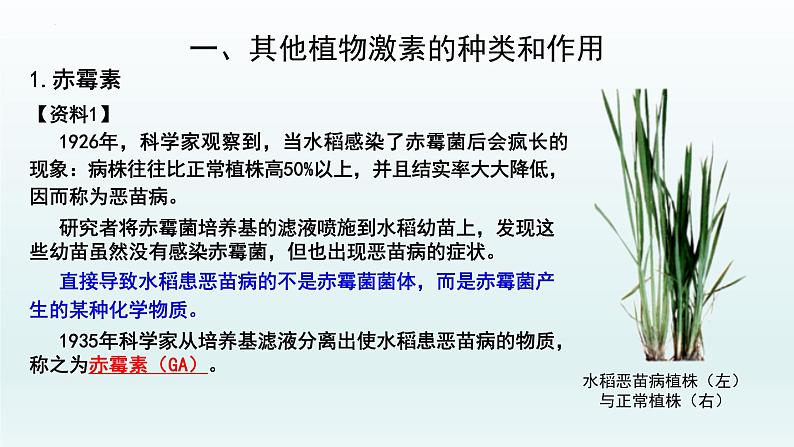 5.2 其他植物激素课件--高二上学期生物人教版选择性必修1第3页