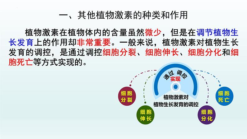 5.2 其他植物激素课件--高二上学期生物人教版选择性必修1第6页