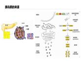 高中生物 蛋白质工程的原理和应用 蛋白质工程 课件