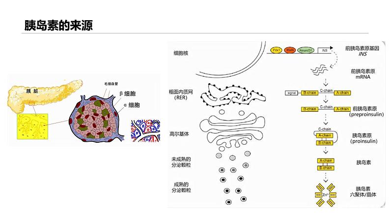 高中生物 蛋白质工程的原理和应用 蛋白质工程 课件第5页