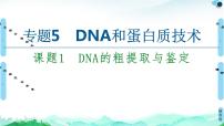 专题5  课题1 DNA的粗提取与鉴定--高中生物选修1--同步课件PPT(人教版)