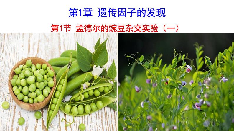 高中生物 孟德尔的豌豆杂交实验(一)  课件01