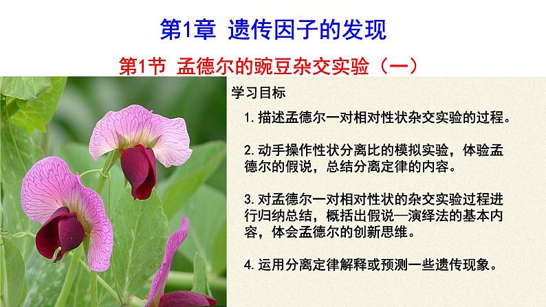 高中生物 孟德尔的豌豆杂交实验(一)  课件05