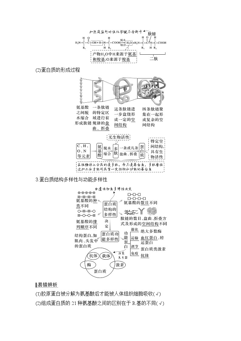 2023版创新设计高考生物（新教材人教版）总复习一轮讲义第3讲 蛋白质和核酸02