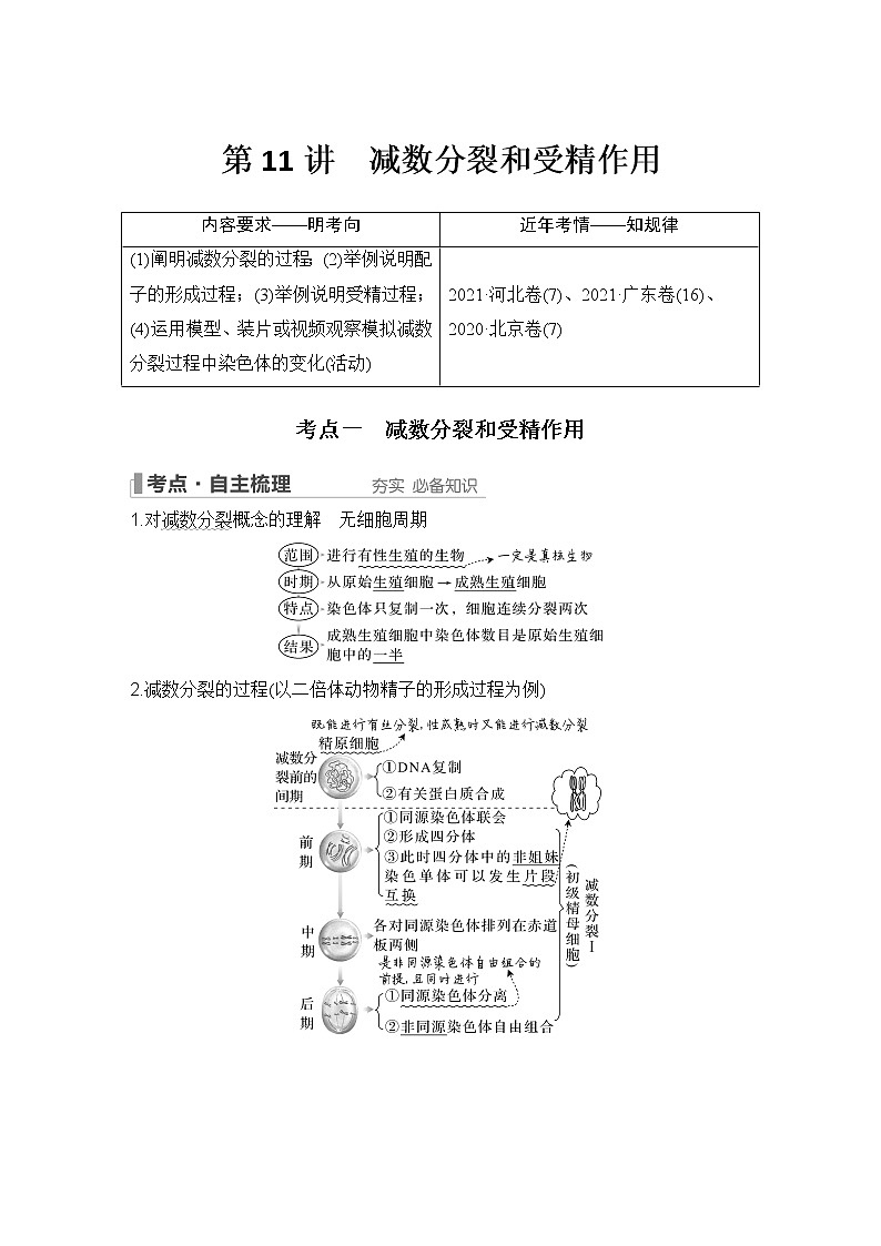 2023版创新设计高考生物（新教材人教版）总复习一轮讲义第11讲 减数分裂和受精作用第1页