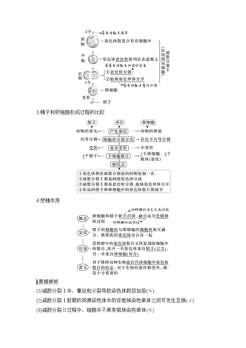 2023版创新设计高考生物（新教材人教版）总复习一轮讲义第11讲 减数分裂和受精作用第2页