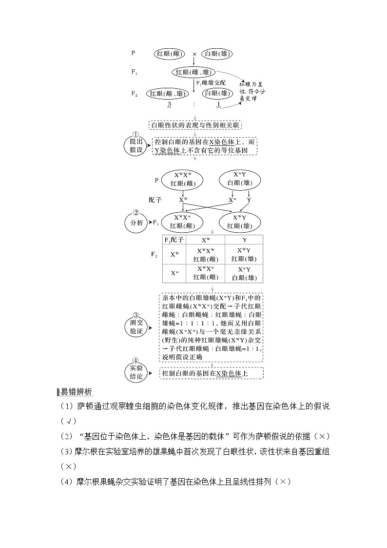 2023版创新设计高考生物（新教材人教版）总复习一轮讲义第15讲 伴性遗传和人类遗传病第2页