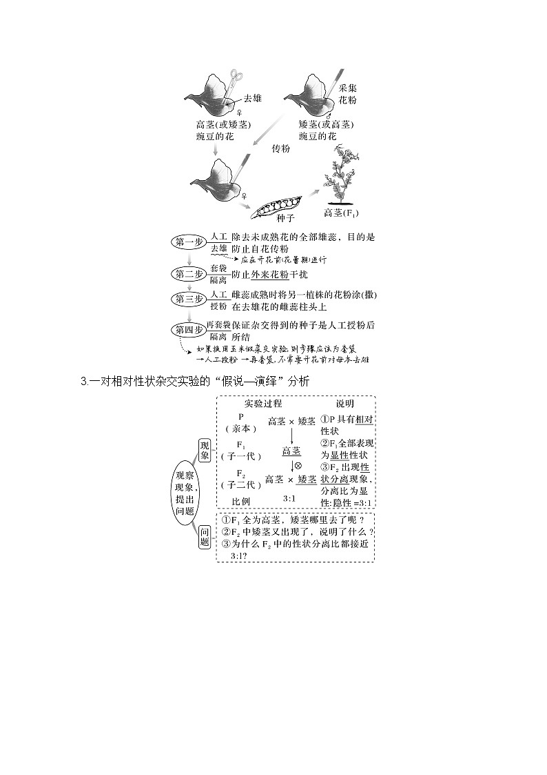 2023版创新设计高考生物（新教材人教版）总复习一轮讲义第13讲 基因的分离定律第2页