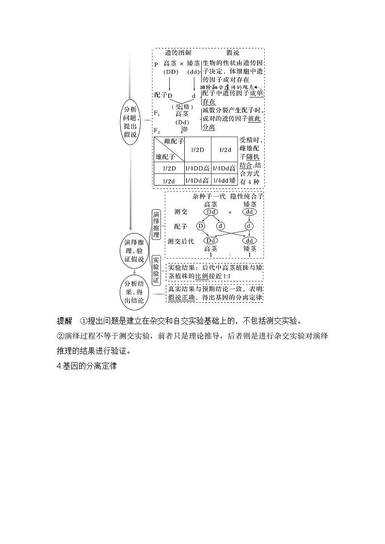 2023版创新设计高考生物（新教材人教版）总复习一轮讲义第13讲 基因的分离定律第3页
