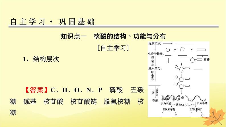 2023版高考生物一轮总复习第1单元走近细胞组成细胞的分子第4讲核酸是遗传信息的携带者细胞中的糖类和脂质课件04